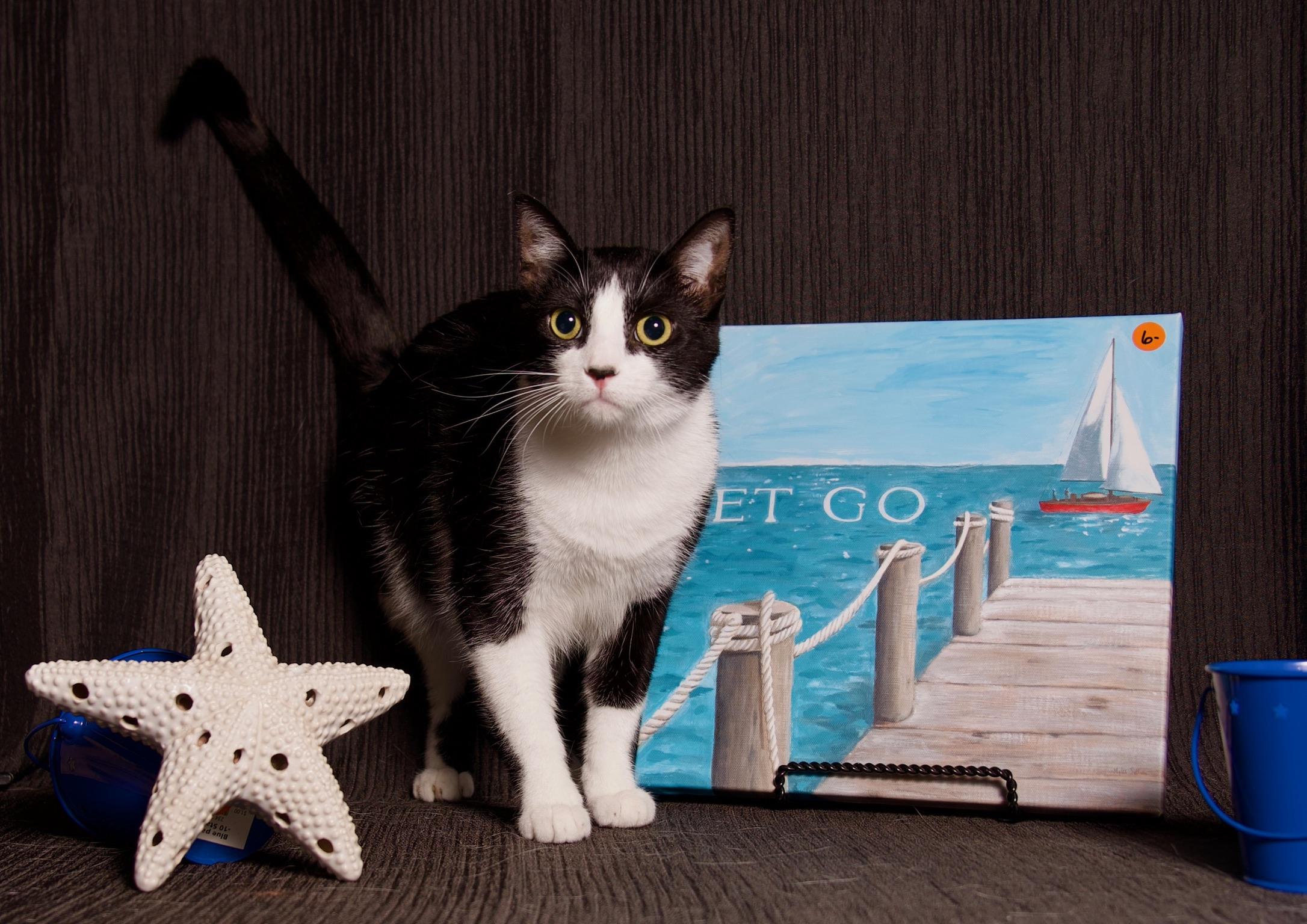 Amélie, a Adoptable Domestic Short Hair in Riverside, CA image 5/6