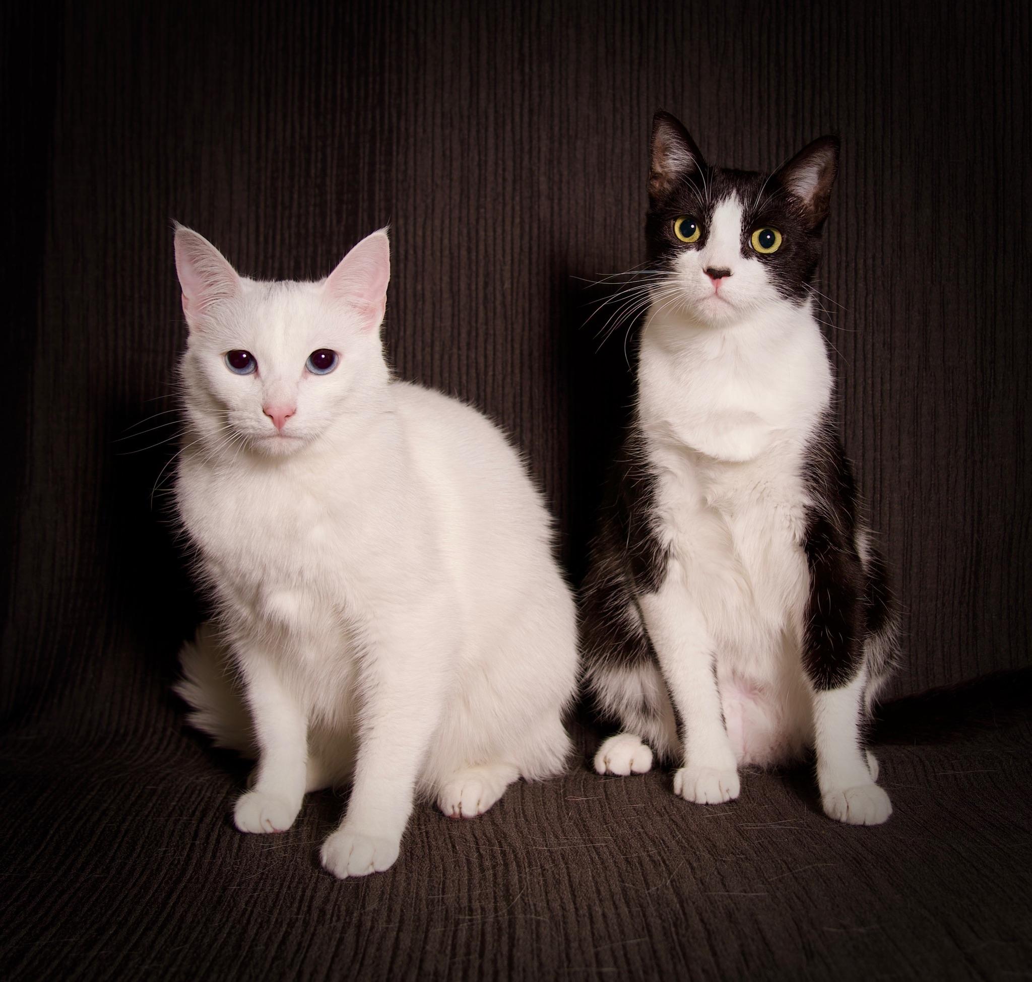 Amélie, a Adoptable Domestic Short Hair in Riverside, CA image 4/6