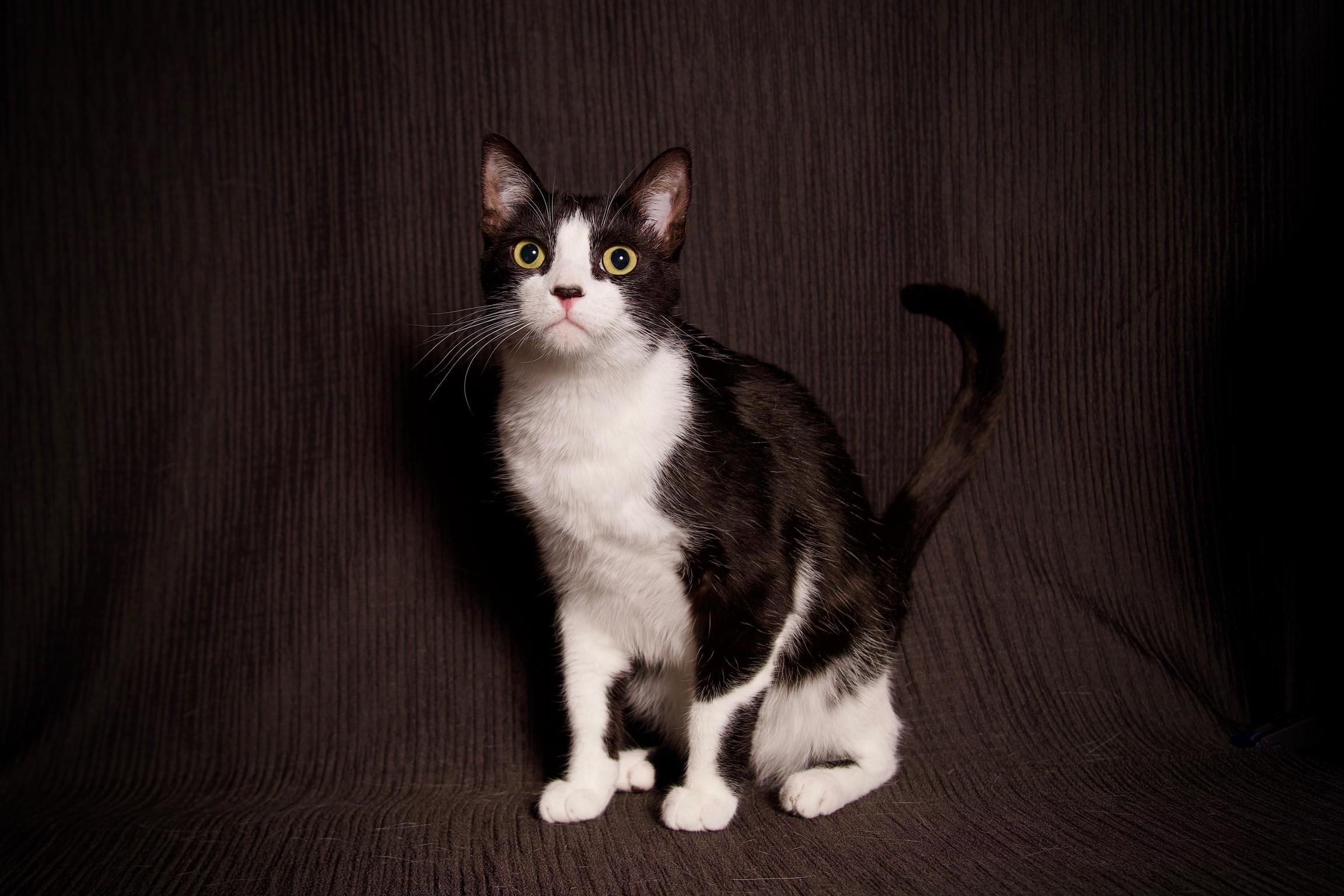 Amélie, Adoptable, Young Female Domestic Short Hair.