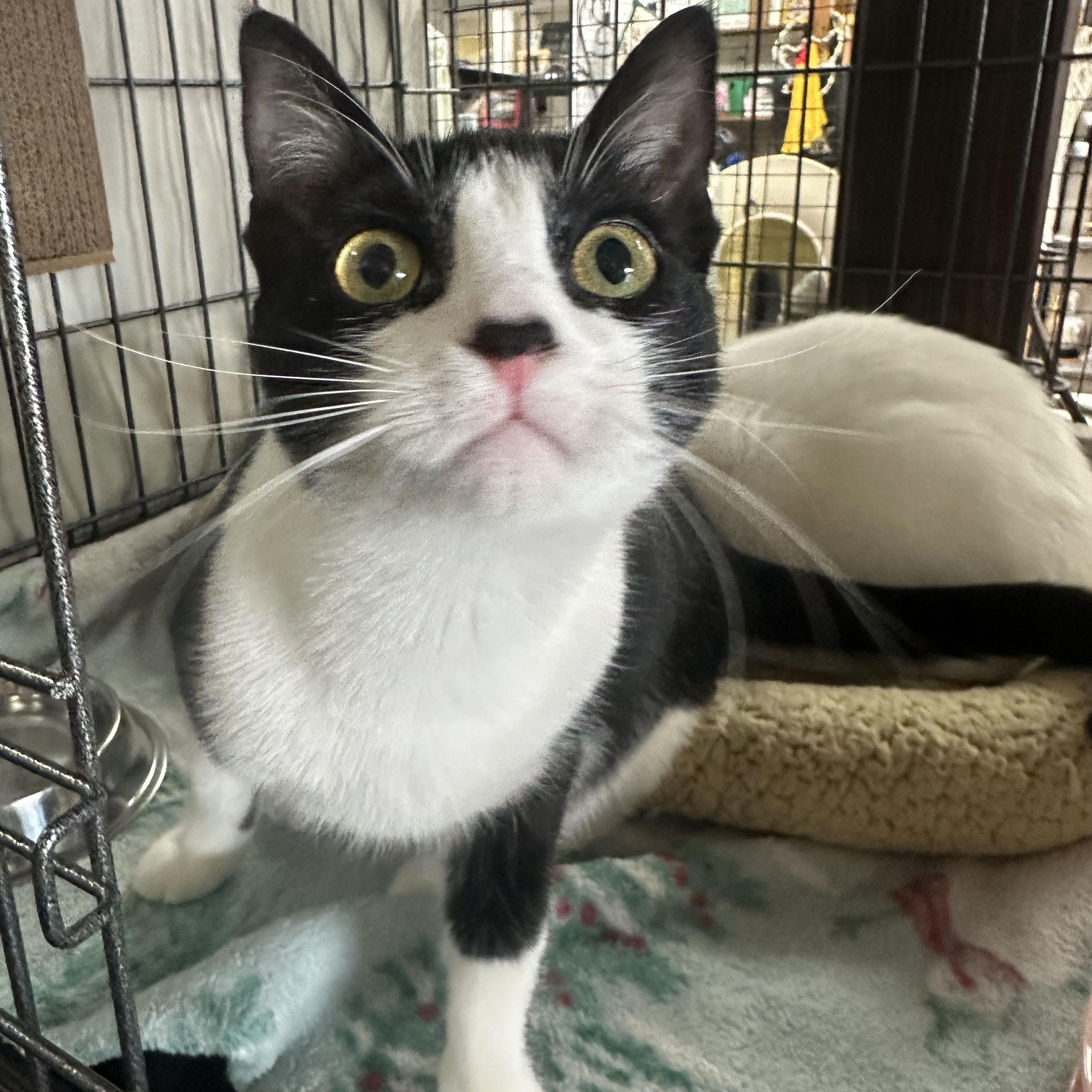 Amélie, a Adoptable Domestic Short Hair in Riverside, CA image 3/6