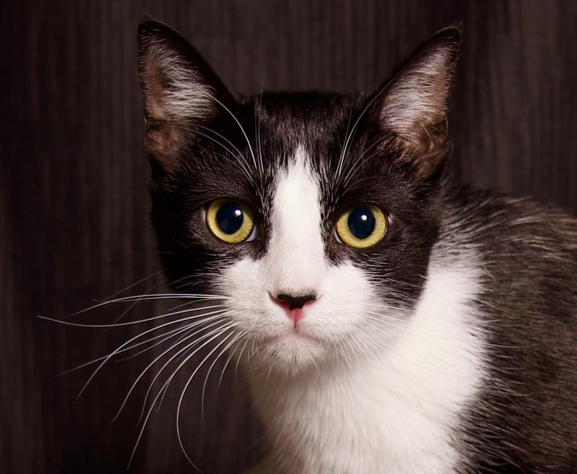 Amélie, a Adoptable Domestic Short Hair in Riverside, CA image 1/6