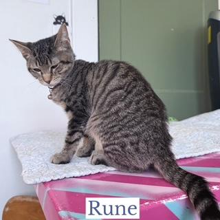 Rune, a ADOPTABLE Domestic Short Hair in Berkeley Springs, WV image 2/3
