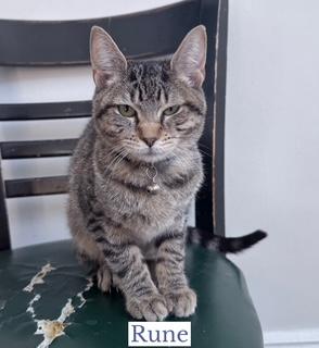 Rune, a ADOPTABLE Domestic Short Hair in Berkeley Springs, WV image 3/3