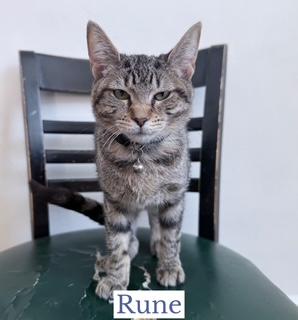 Rune, ADOPTABLE, Kitten Female Domestic Short Hair.