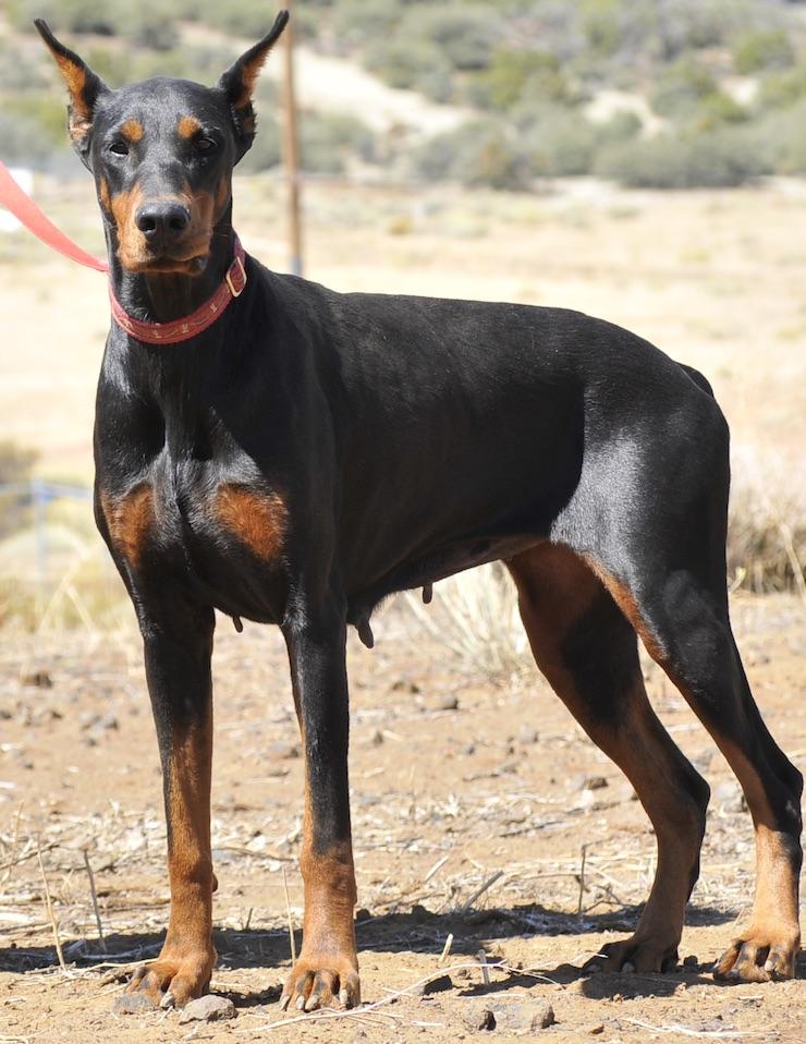 Enlarge Dolly, an adopted Doberman Pinscher in Tehachapi, CA image 2/3