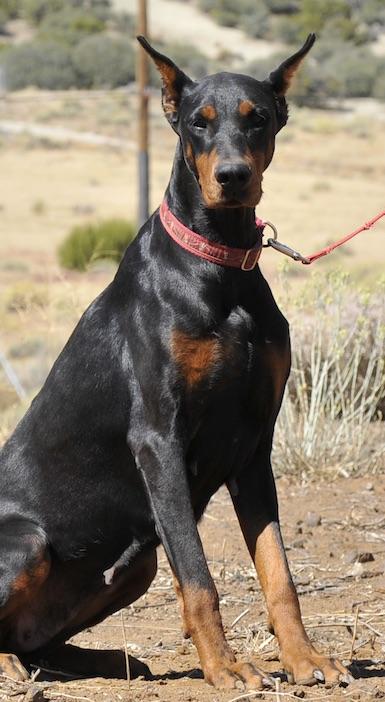 Enlarge Dolly, an adopted Doberman Pinscher in Tehachapi, CA image 3/3