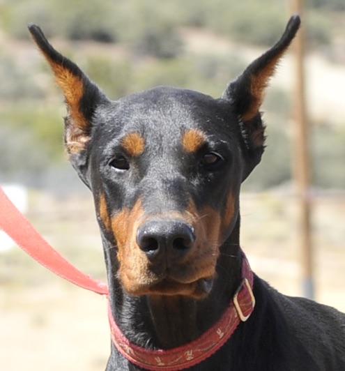 Enlarge Dolly, an adopted Doberman Pinscher in Tehachapi, CA image 1/3