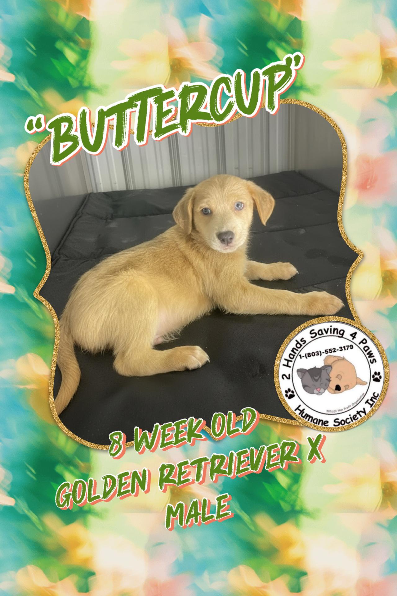 Buttercup, adopted, Puppy Male Golden Retriever.
