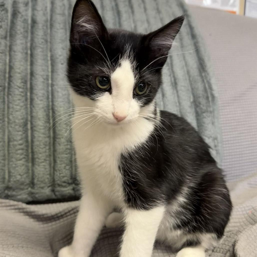 Jinx, Adoptable, Kitten Male Domestic Short Hair.