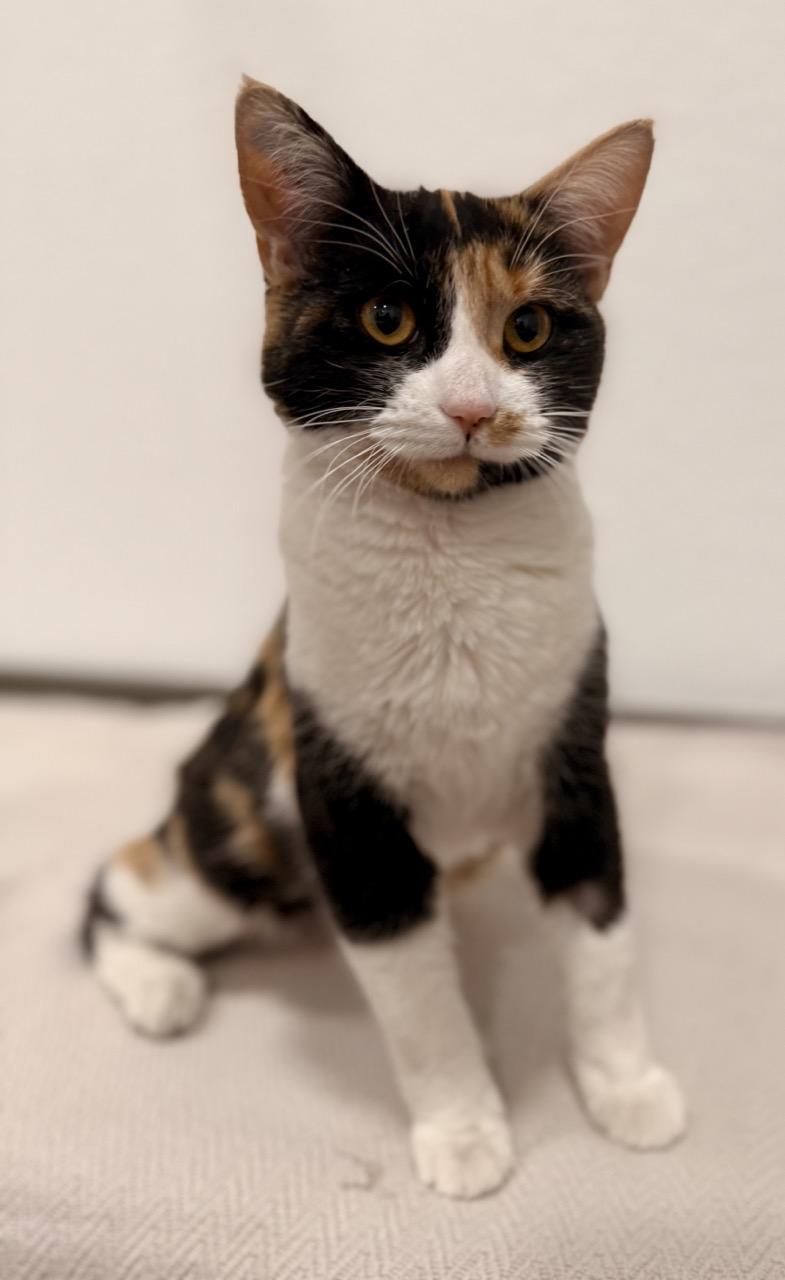 Whiskey, adopted, Kitten Female Domestic Short Hair.