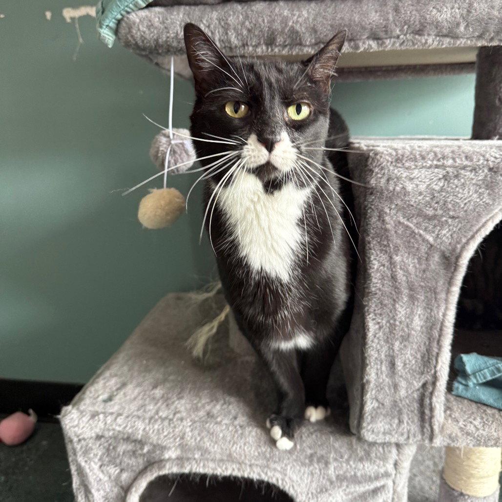Enlarge SOX, a Adopted Domestic Short Hair in Chico, CA image 1/1