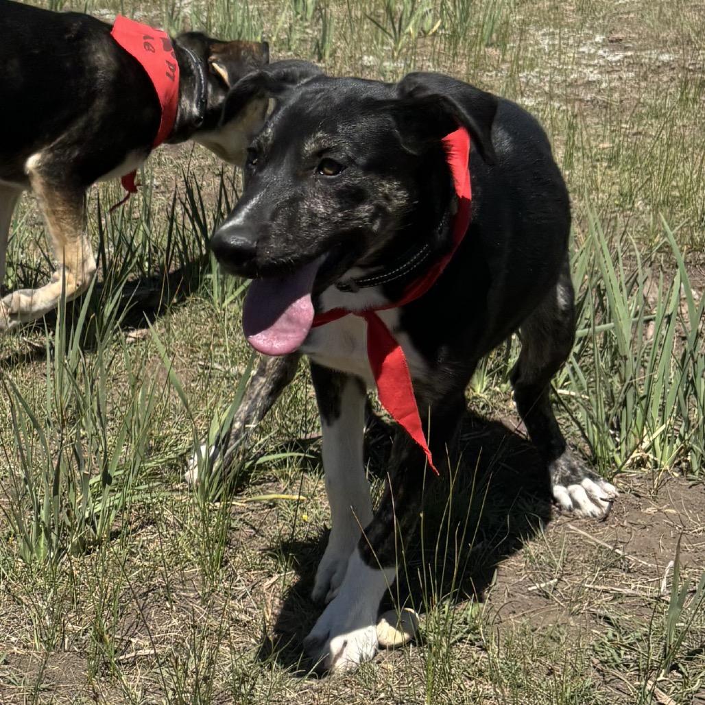 Enlarge Polly, a Adoptable mixed breed in Taos, NM image 1/3