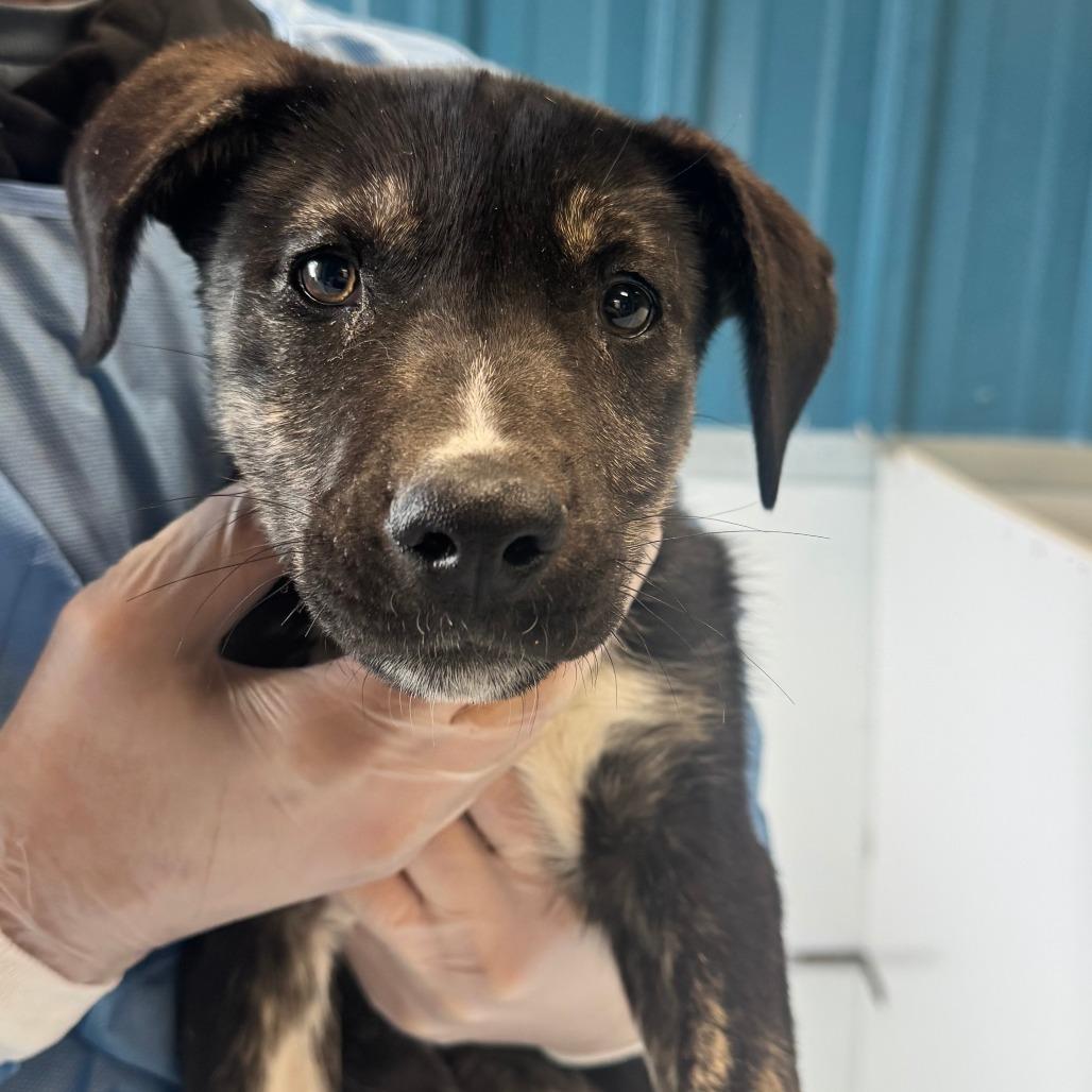 Enlarge Polly, a Adoptable mixed breed in Taos, NM image 2/3