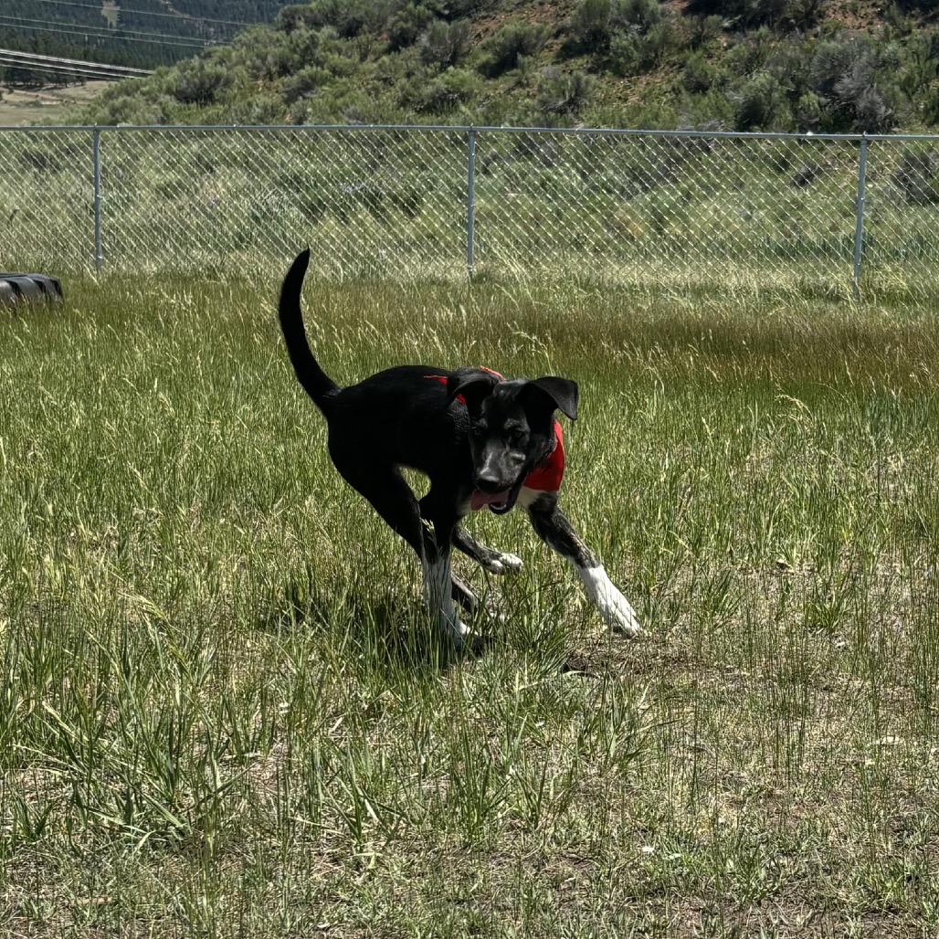 Enlarge Polly, a Adoptable mixed breed in Taos, NM image 3/3