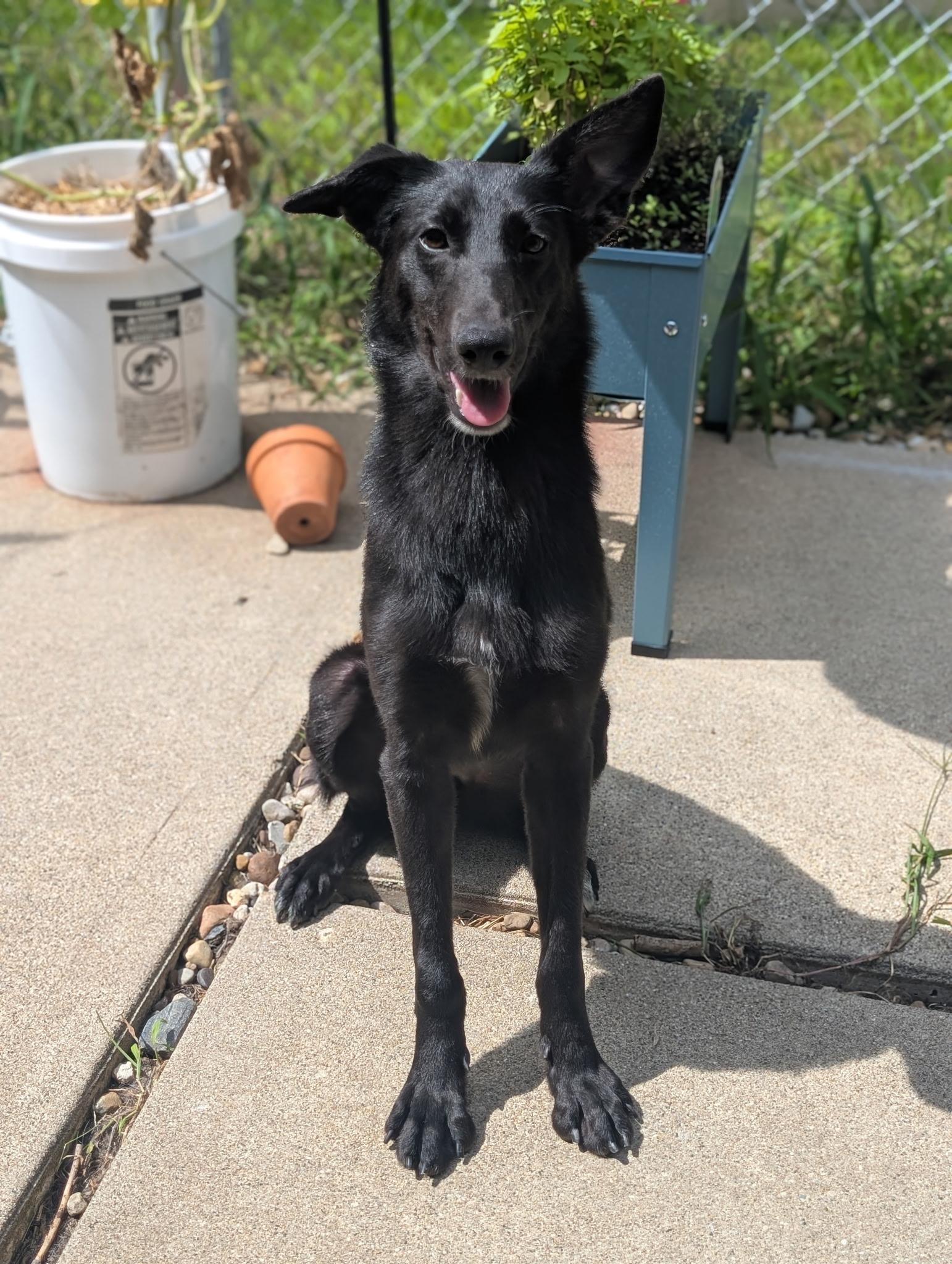 Enlarge Sabrina, a Adopted mixed breed in Crystal Lake, IL image 2/5