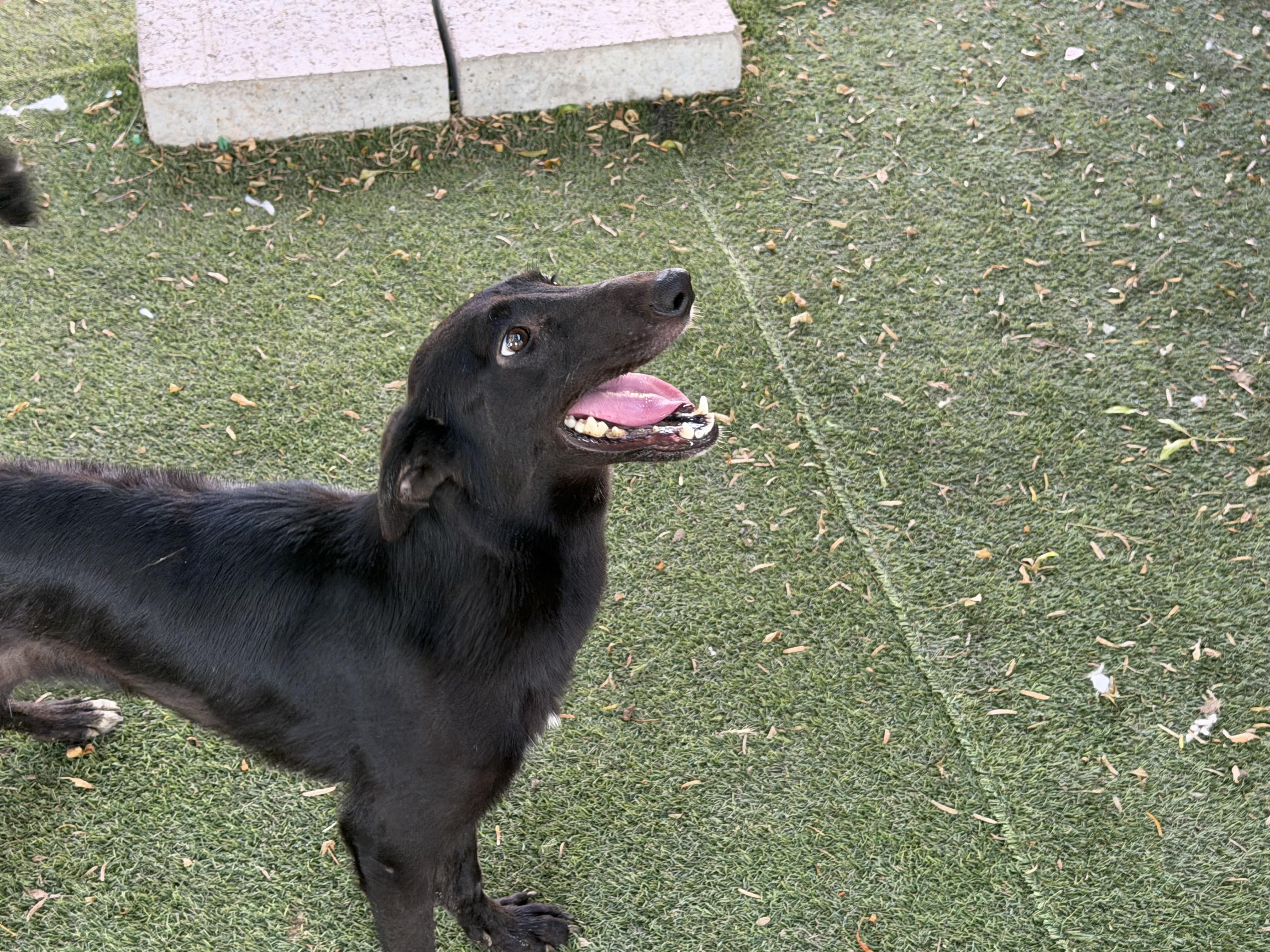 Enlarge Sabrina, a Adopted mixed breed in Crystal Lake, IL image 5/5
