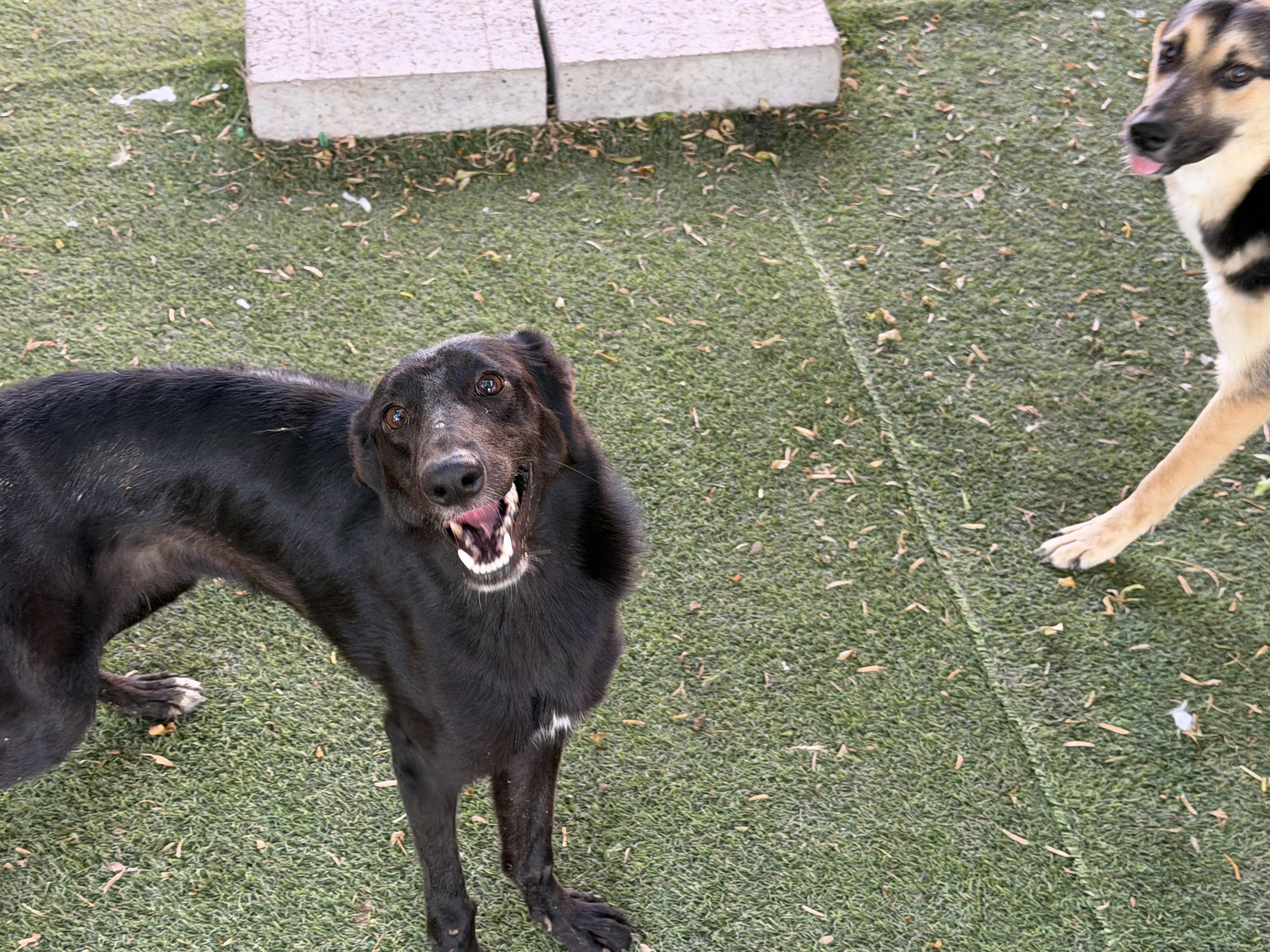 Enlarge Sabrina, a Adopted mixed breed in Crystal Lake, IL image 4/5