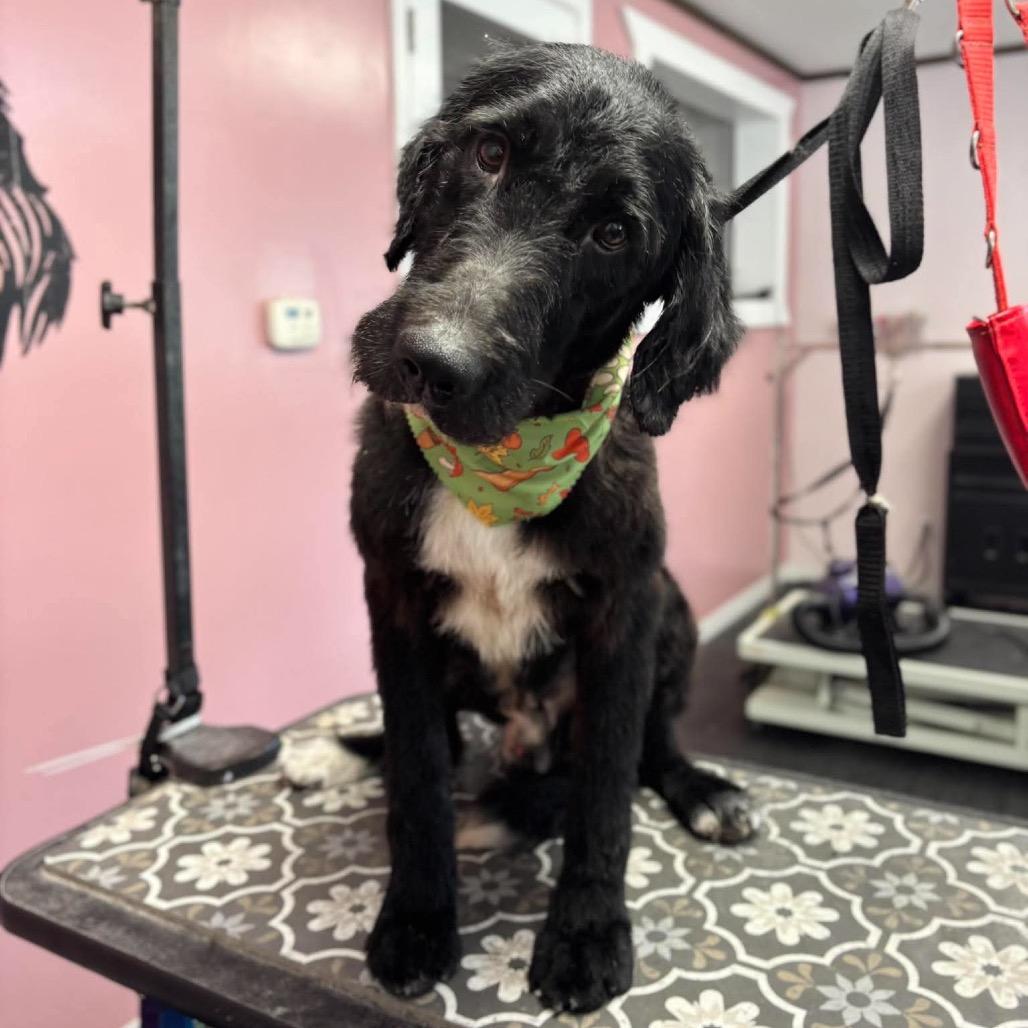 Enlarge Farkle, a Adoptable mixed breed in Metamora, MI image 1/6