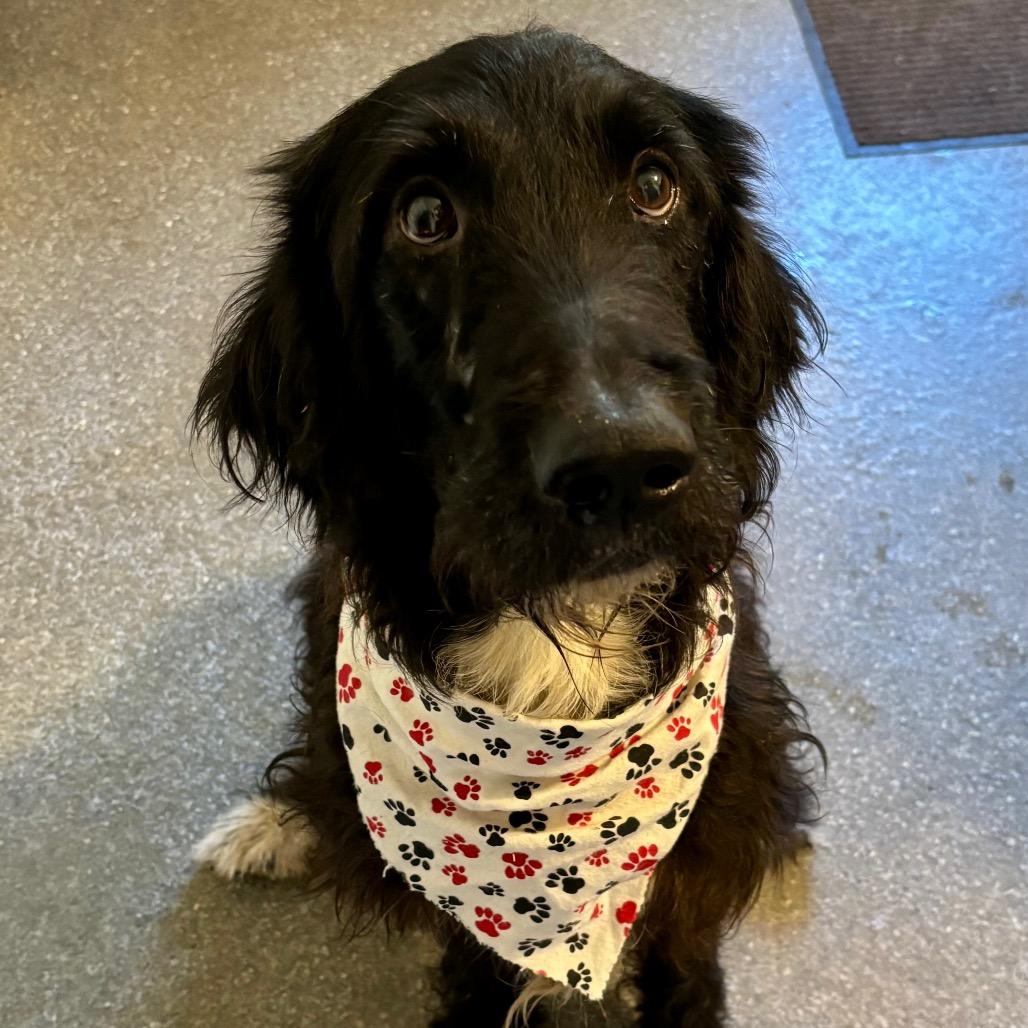 Enlarge Farkle, a Adoptable mixed breed in Metamora, MI image 2/6