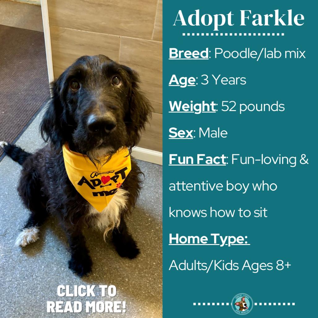 Enlarge Farkle, a Adoptable mixed breed in Metamora, MI image 3/6