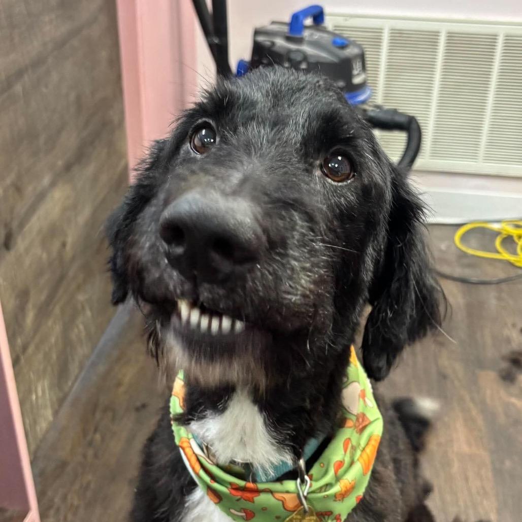 Enlarge Farkle, a Adoptable mixed breed in Metamora, MI image 4/6