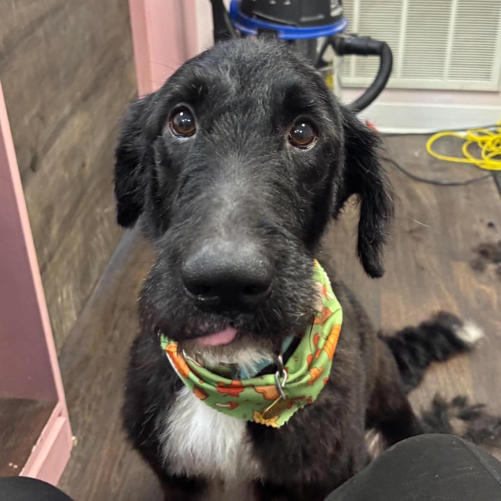 Enlarge Farkle, a Adoptable mixed breed in Metamora, MI image 5/6