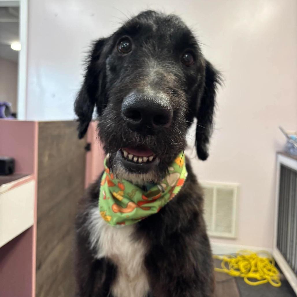 Enlarge Farkle, a Adoptable mixed breed in Metamora, MI image 6/6