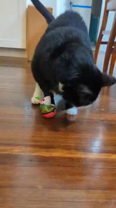 Enlarge Tux, a Adoptable Domestic Short Hair in Melrose, MA video 4/4