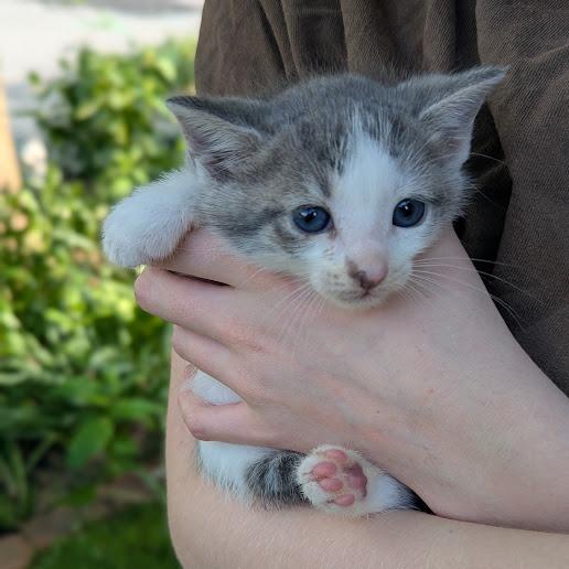Huckleberry, Adoptable, Kitten Male Domestic Short Hair.