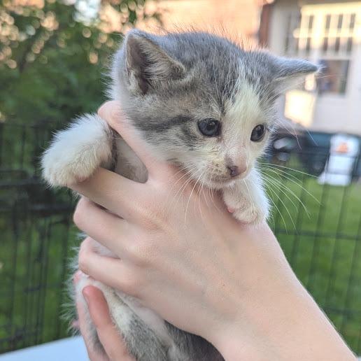 Enlarge Huckleberry, a Adoptable Domestic Short Hair in Johnstown, PA image 2/4