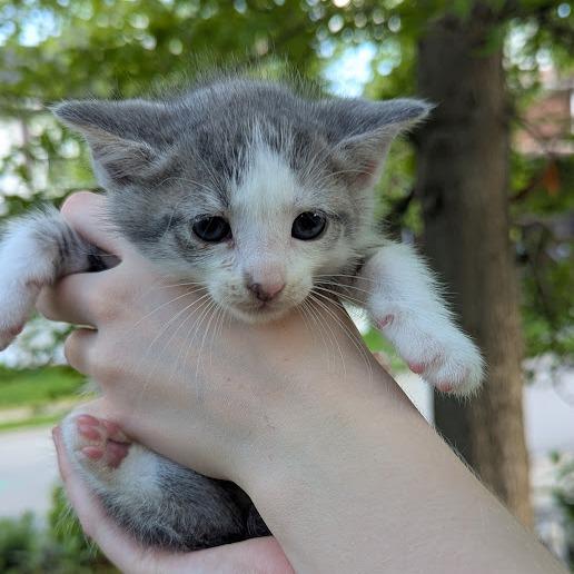 Enlarge Huckleberry, a Adoptable Domestic Short Hair in Johnstown, PA image 3/4
