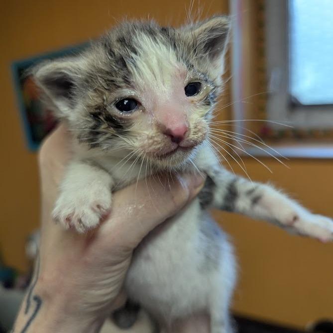 Enlarge Huckleberry, a Adoptable Domestic Short Hair in Johnstown, PA image 4/4