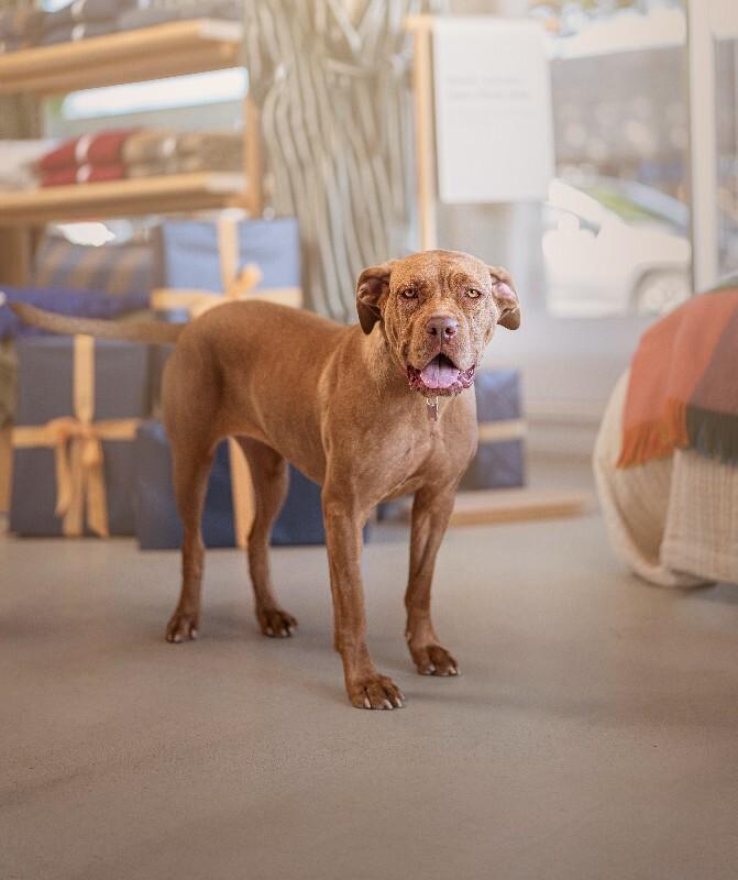 Lily, Adoptable, Adult Female Mastiff & Mixed Breed.