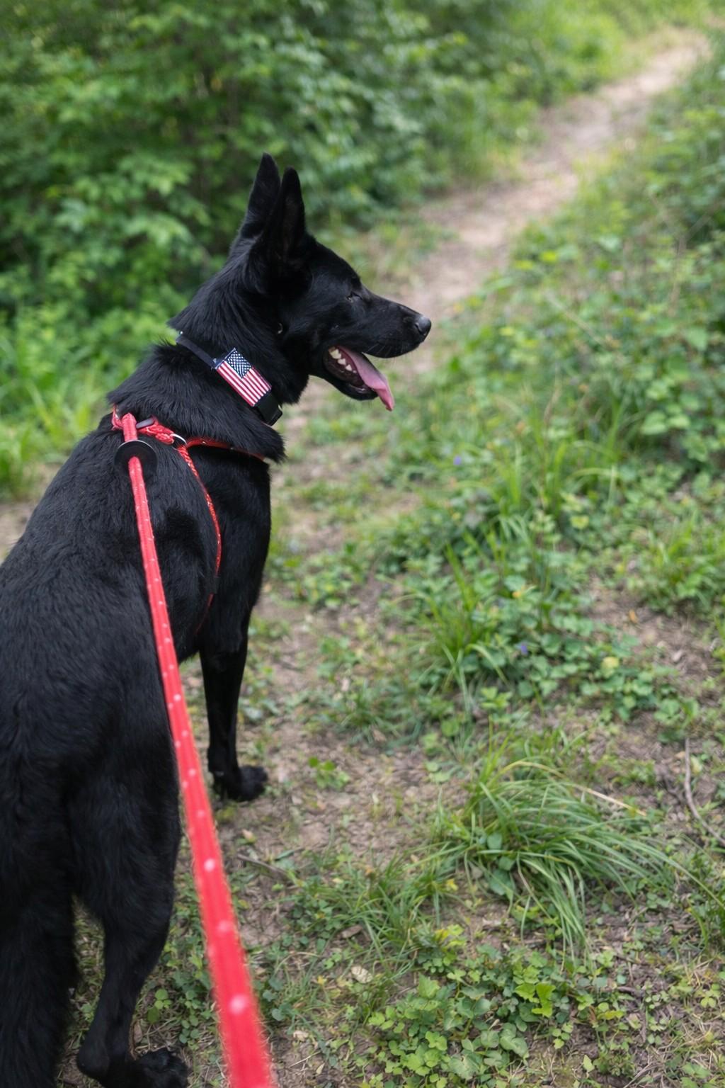Enlarge Pepper , a ADOPTABLE German Shepherd Dog in Chesterfield, MO image 4/6