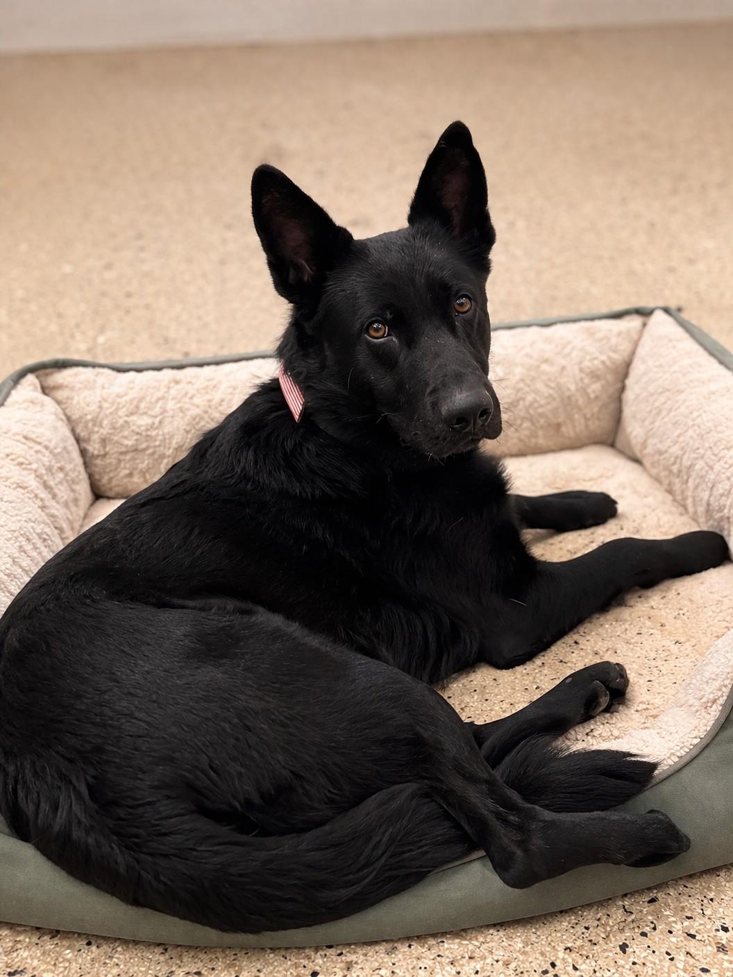 Pepper , ADOPTABLE, Adult Female German Shepherd Dog.