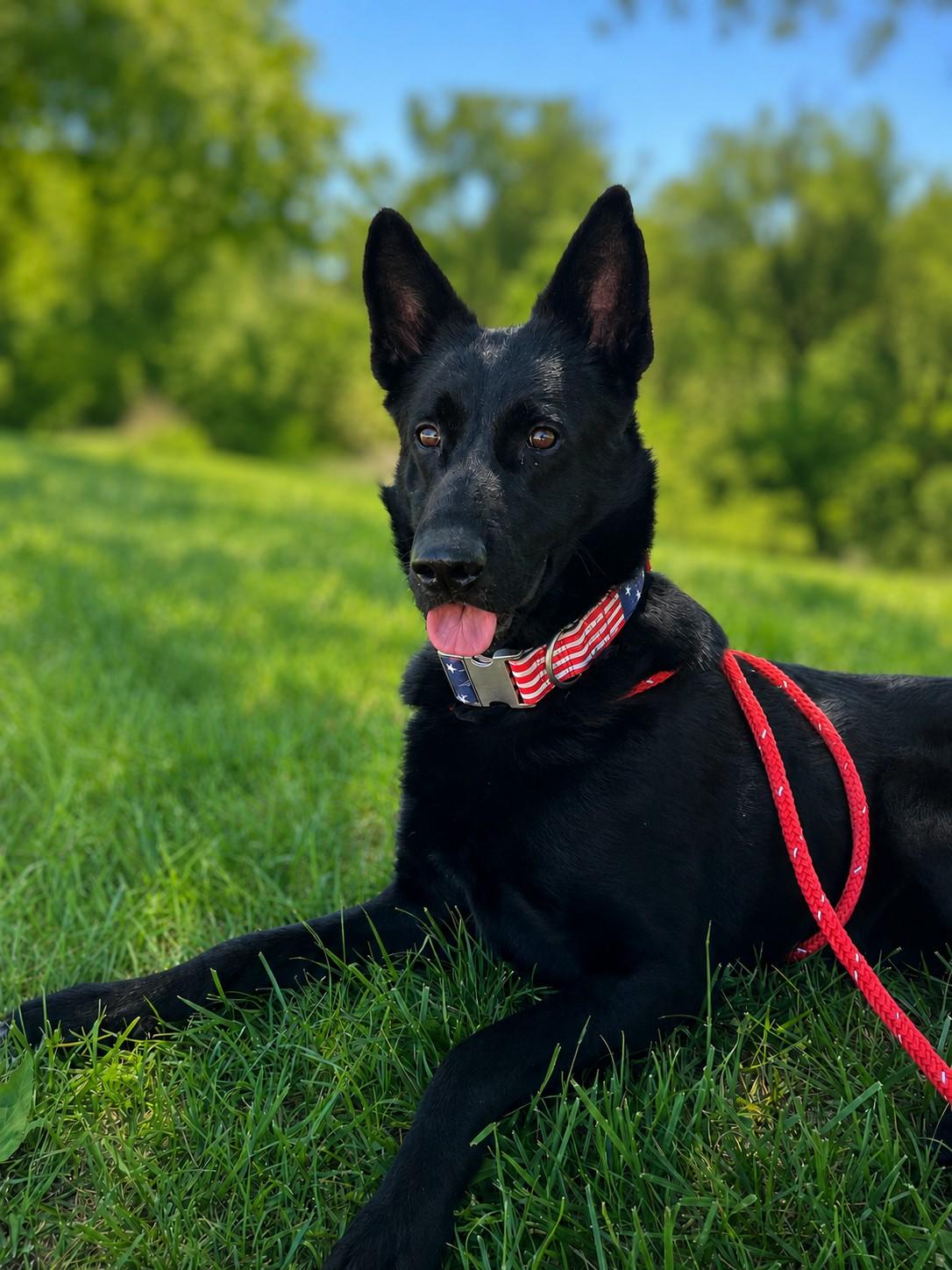 Enlarge Pepper , a ADOPTABLE German Shepherd Dog in Chesterfield, MO image 1/6