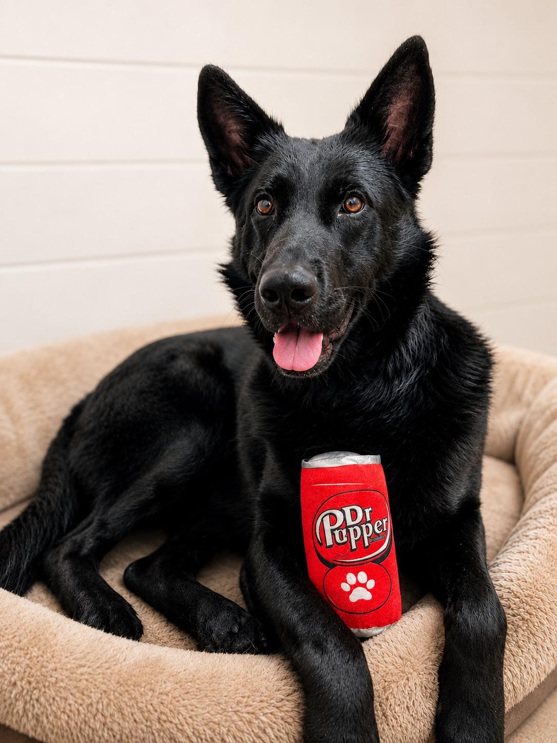 Pepper , a ADOPTABLE German Shepherd Dog in Chesterfield, MO image 4/6