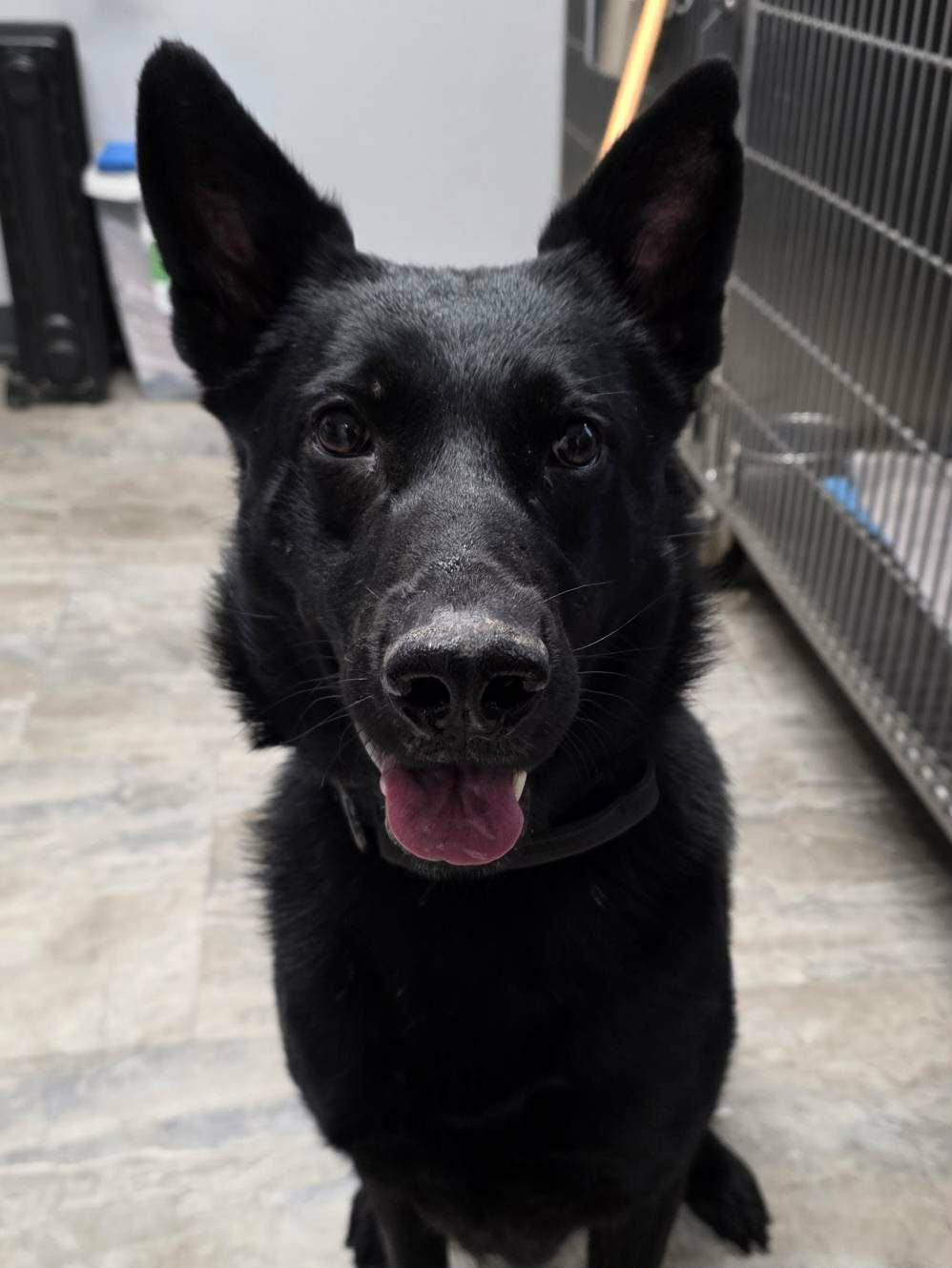 Pepper , ADOPTABLE, Adult Female German Shepherd Dog.