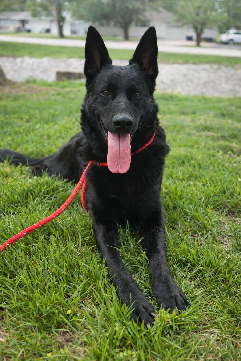 Enlarge Pepper , a ADOPTABLE German Shepherd Dog in Chesterfield, MO image 2/6