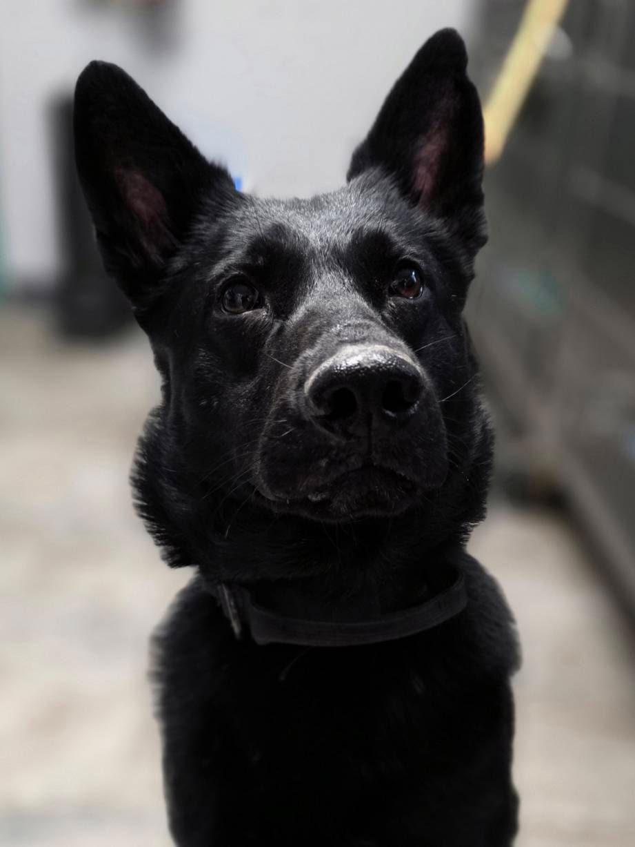 Enlarge Pepper , a ADOPTABLE German Shepherd Dog in Chesterfield, MO image 2/2