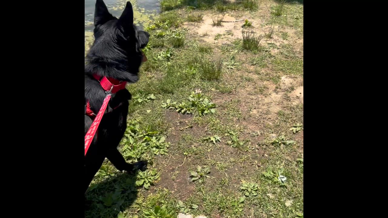 Enlarge Pepper , a ADOPTABLE German Shepherd Dog in Chesterfield, MO video 2/6