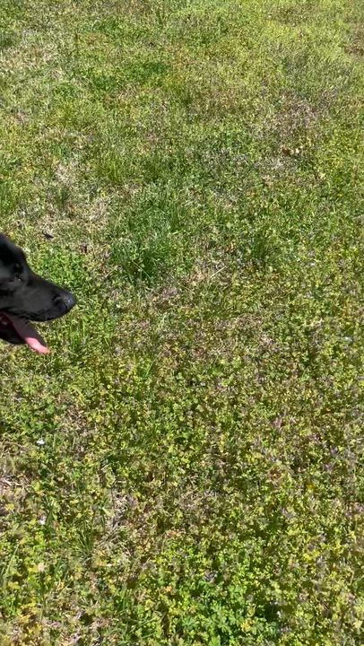 Enlarge Pepper , a ADOPTABLE German Shepherd Dog in Chesterfield, MO video 3/6