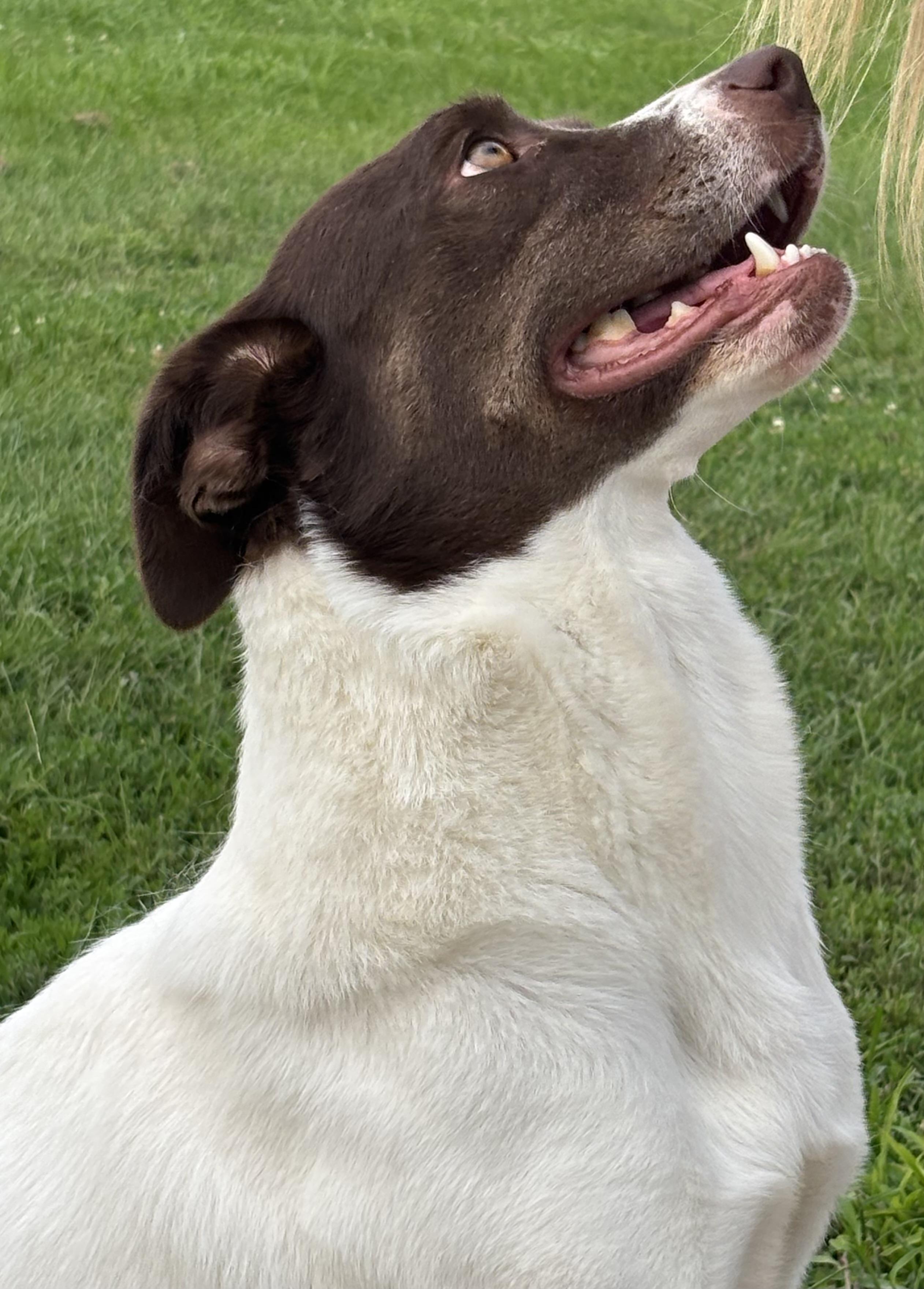 Joanna, a Adoptable Collie in Shenandoah, IA image 3/3