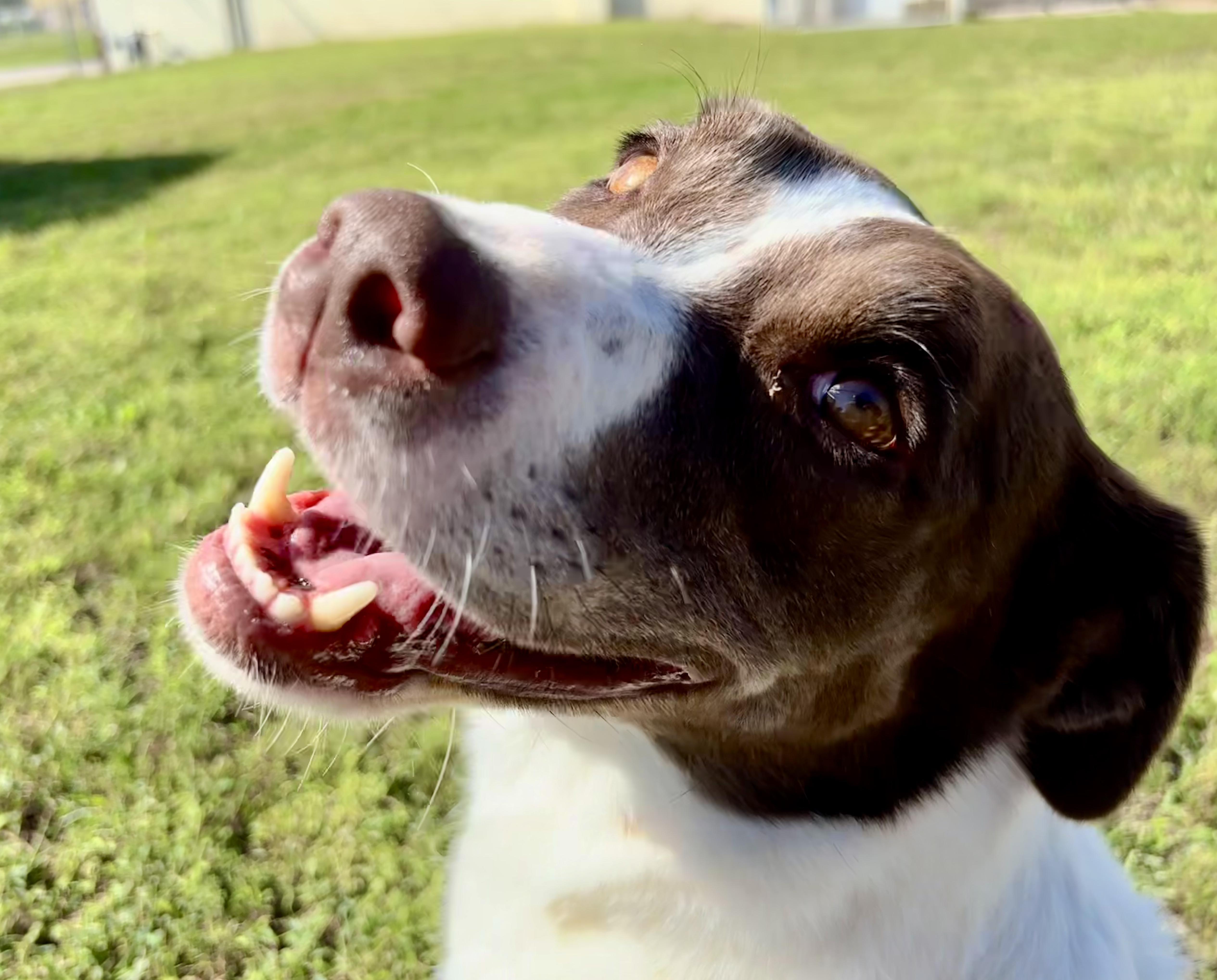 Enlarge Joanna, a Adoptable Collie in Shenandoah, IA image 1/5
