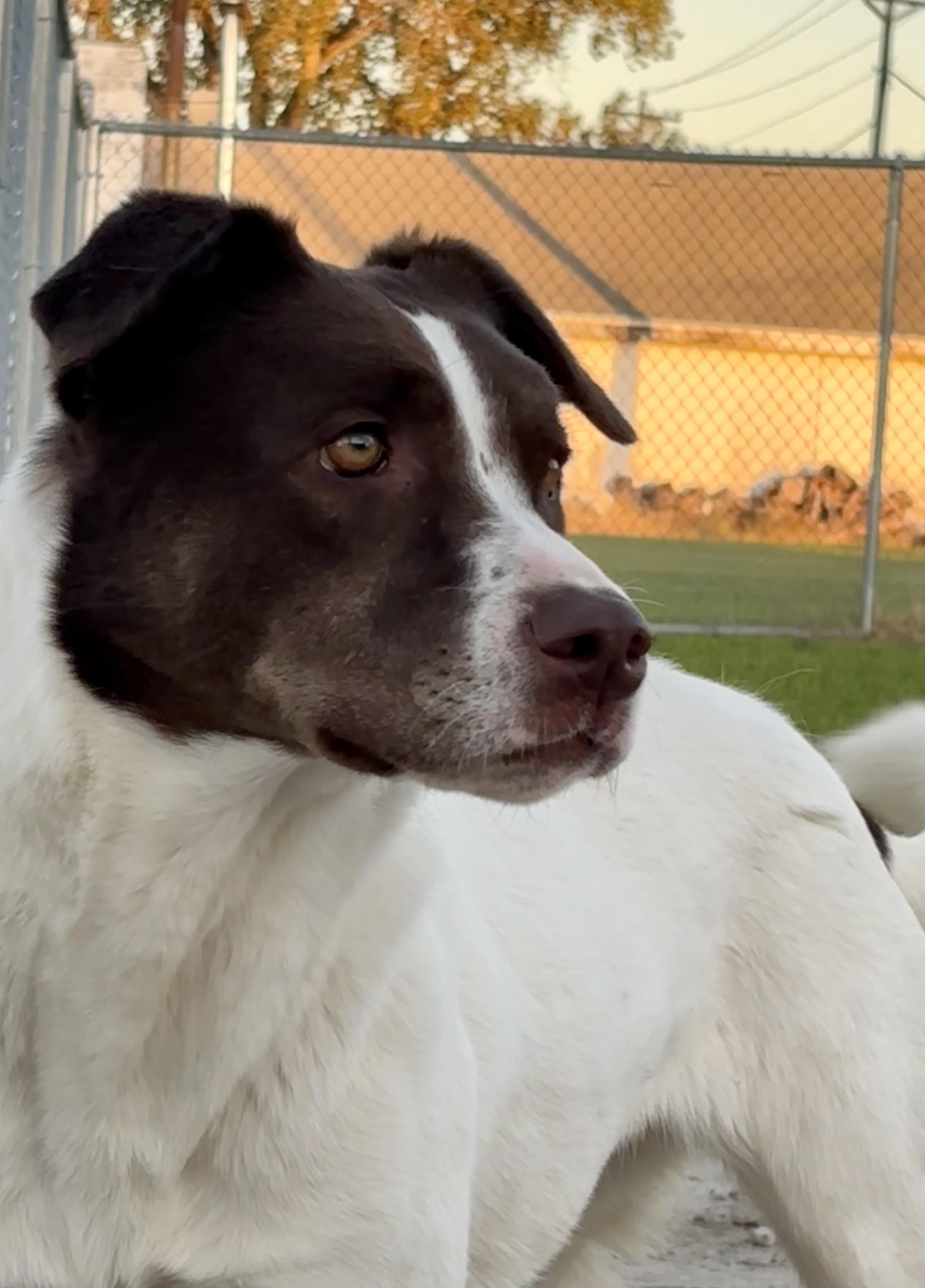 Joanna, an adoptable Collie in Shenandoah, IA, 51601 | Photo Image 2
