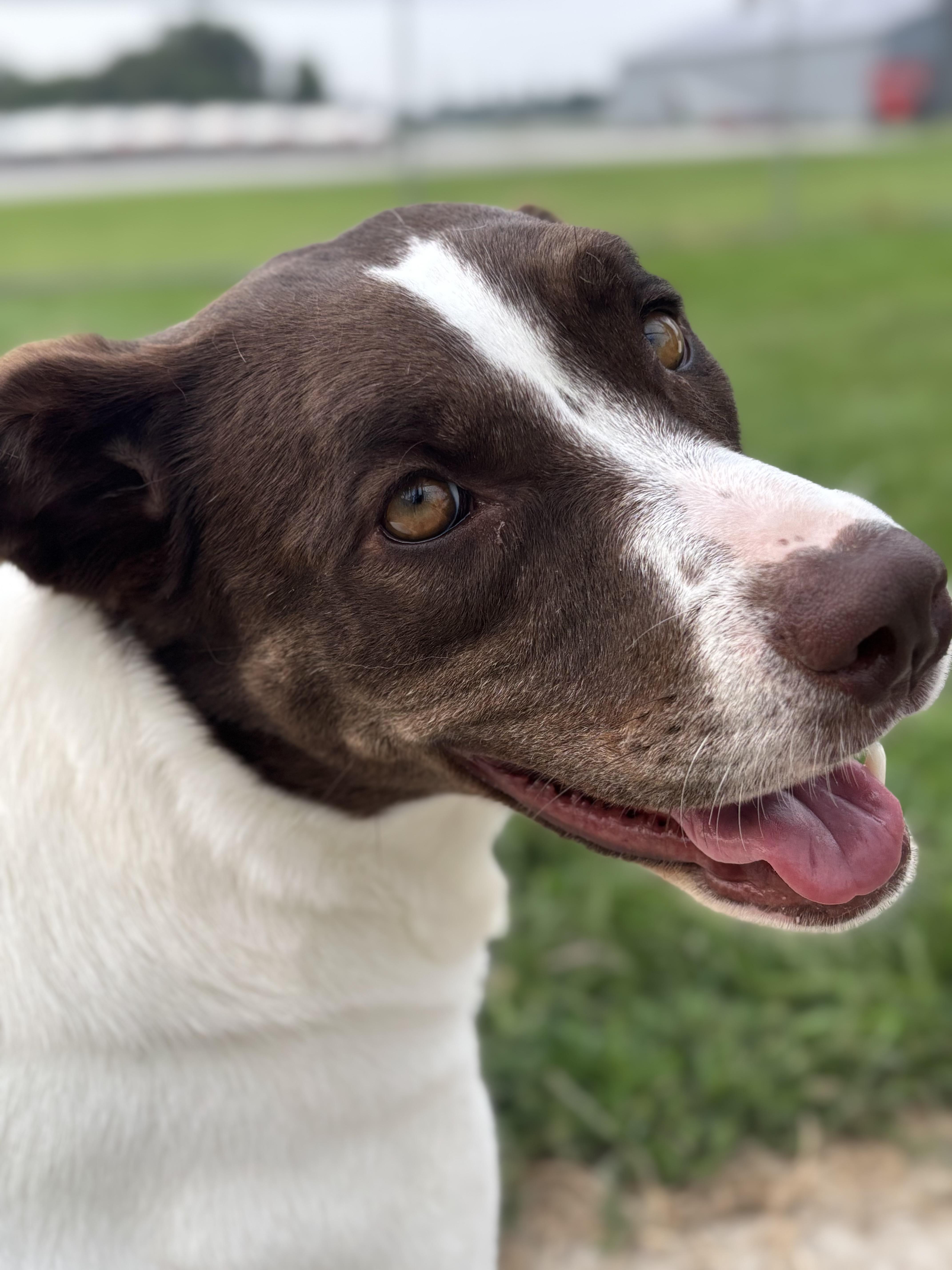 Joanna, Adoptable, Adult Female Collie.