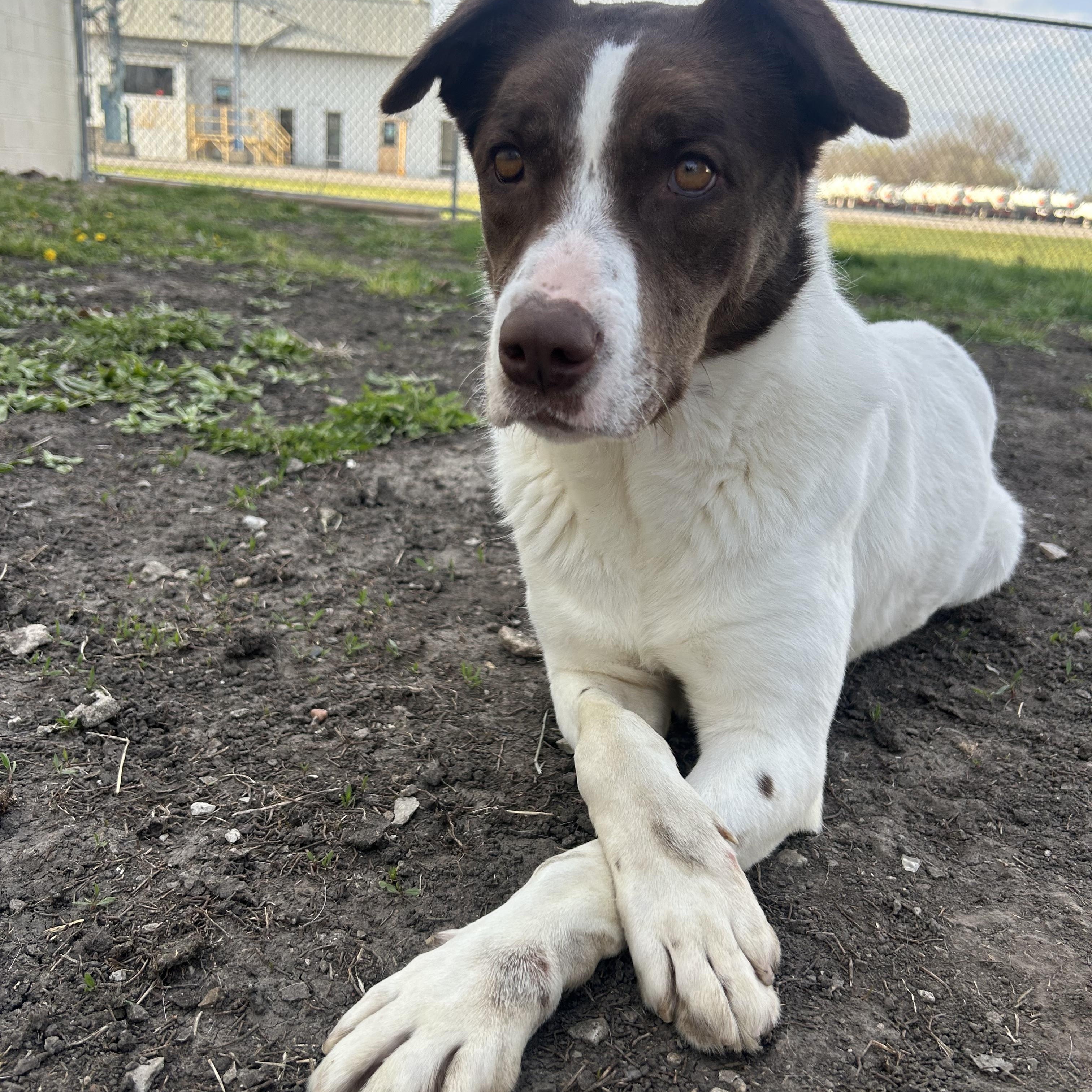 Enlarge Joanna, a Adoptable Collie in Shenandoah, IA image 5/5