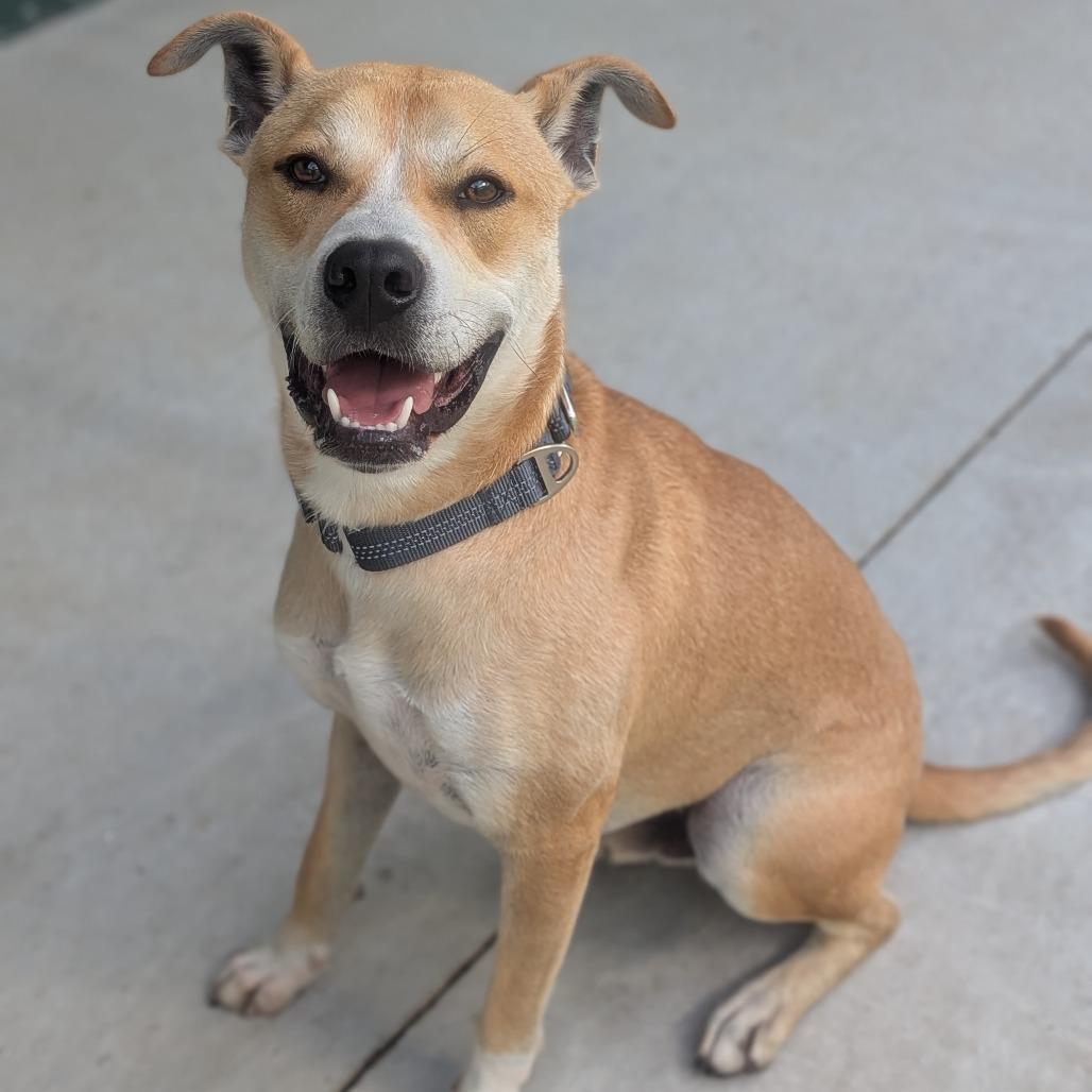 Max, Adoptable, Young Male Pit Bull Terrier & Mixed Breed.