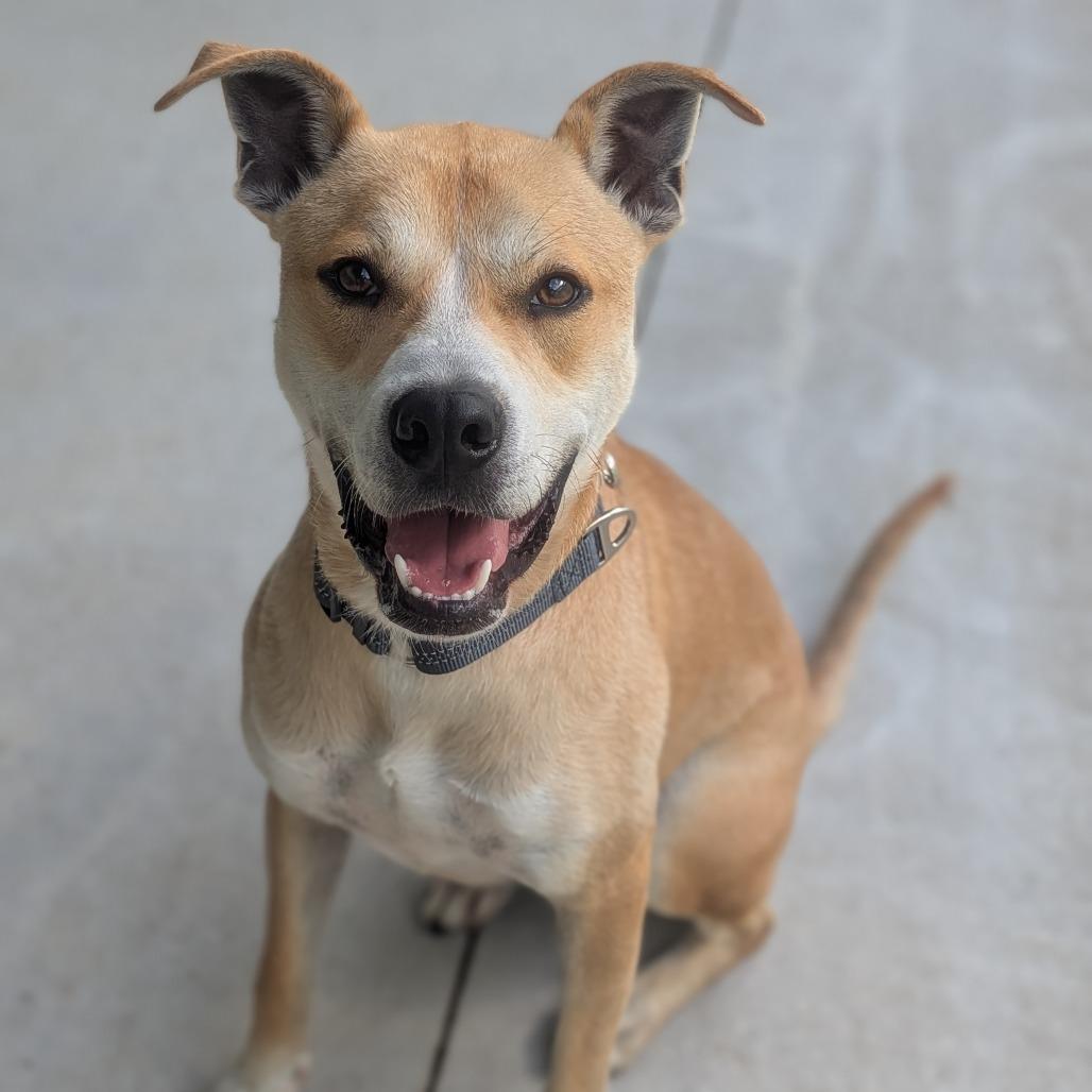 Enlarge Max, a Adoptable mixed breed in Prairie du Chien, WI image 2/2