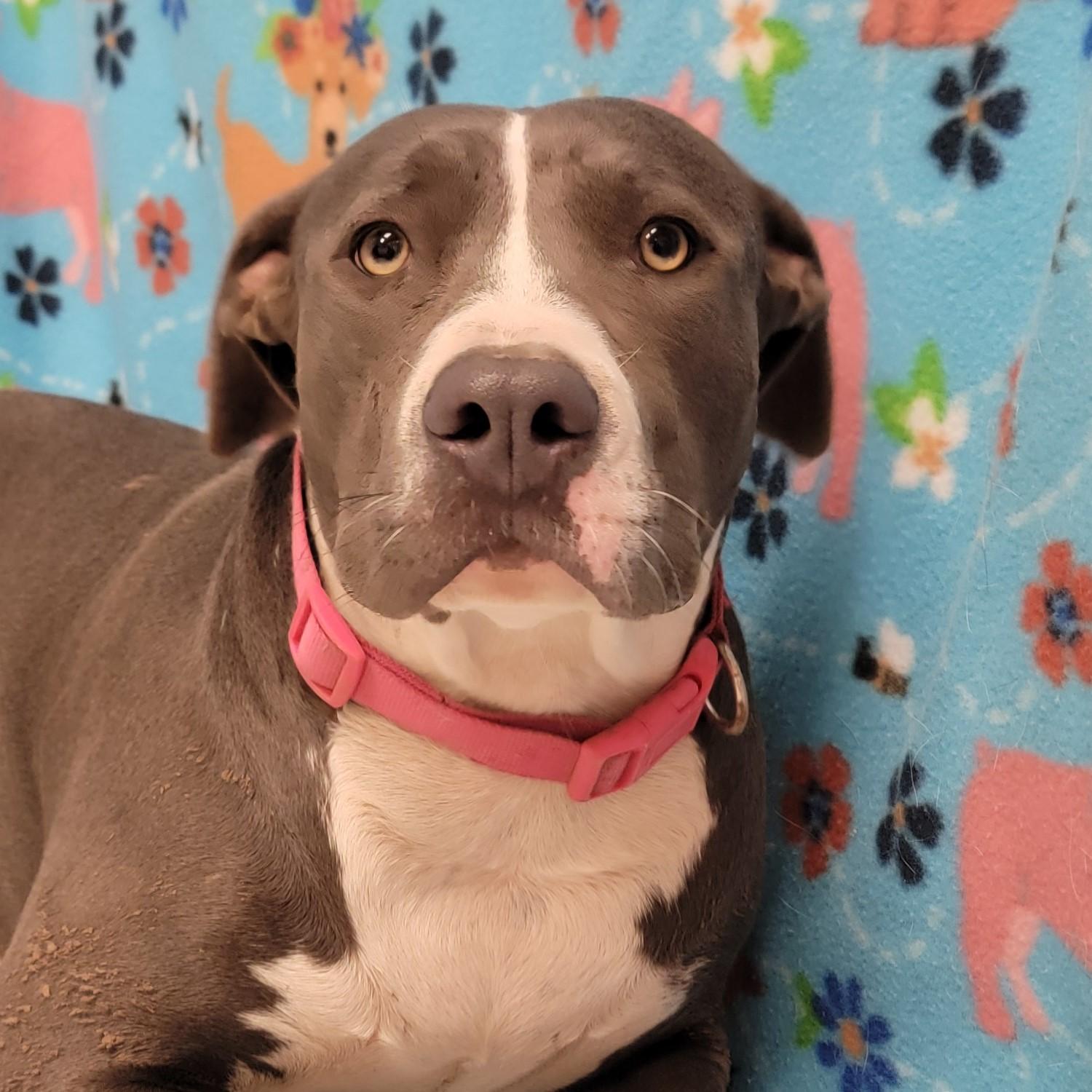 Enlarge Macy, a Adoptable mixed breed in ALPINE, TX image 2/6